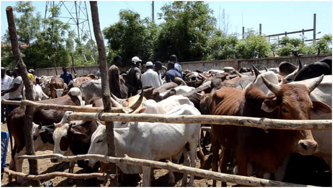 Burkina Faso : La filière bétail/viande, un pilier économique essentiel