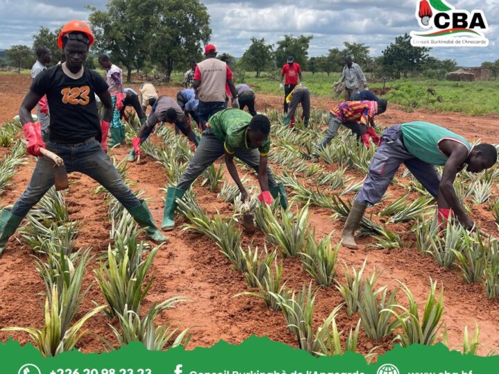 Burkina Faso : Le CBA mise sur l’ananas pour renforcer la filière anacarde