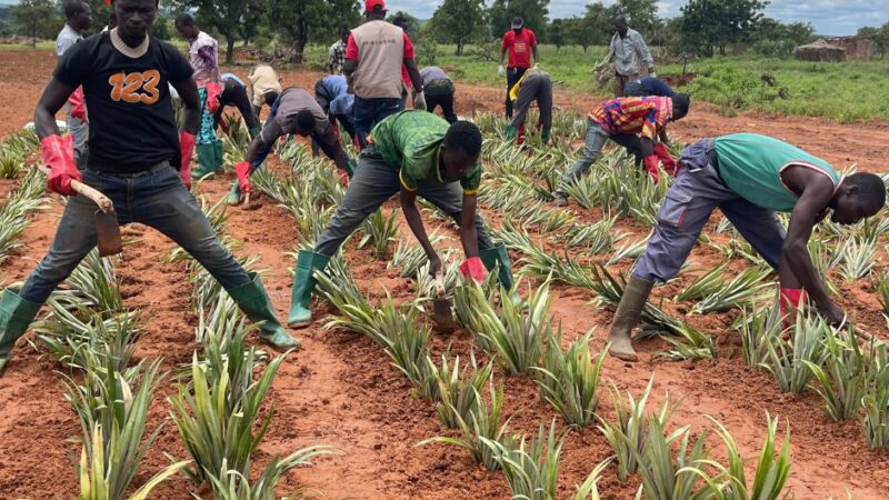 Burkina Faso : Le CBA mise sur l’ananas pour renforcer la filière anacarde