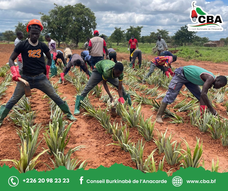 Burkina Faso : Le CBA mise sur l’ananas pour renforcer la filière anacarde