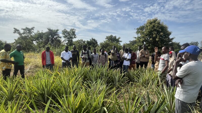 Promotion de l’ananas au Burkina Faso : Une journée porte ouverte organisée par la ferme Djoda