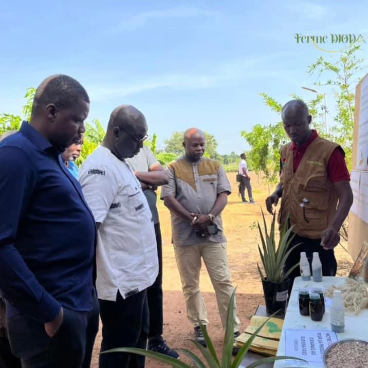 Culture de l’ananas au Burkina Faso : Des autorités en visite à la Ferme Djoda, pionnière de la culture