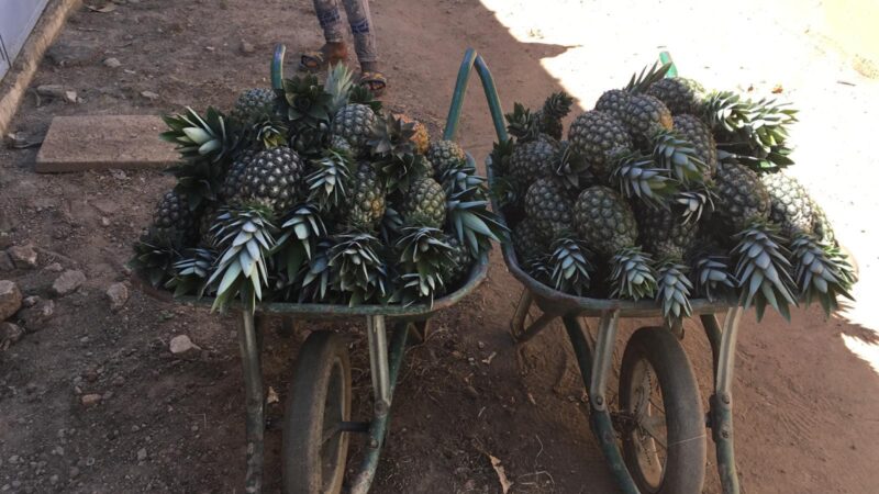 Culture innovante au Burkina : Les Sœurs du monastère de Koubri récoltent leurs premiers ananas