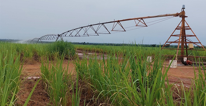 Autosuffisance dans le secteur sucrier au Burkina : Des solutions pour accroître la production de canne à sucre