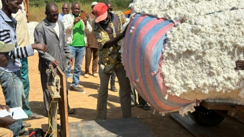 Campagne de collecte de coton graine: « La production est meilleure cette année »