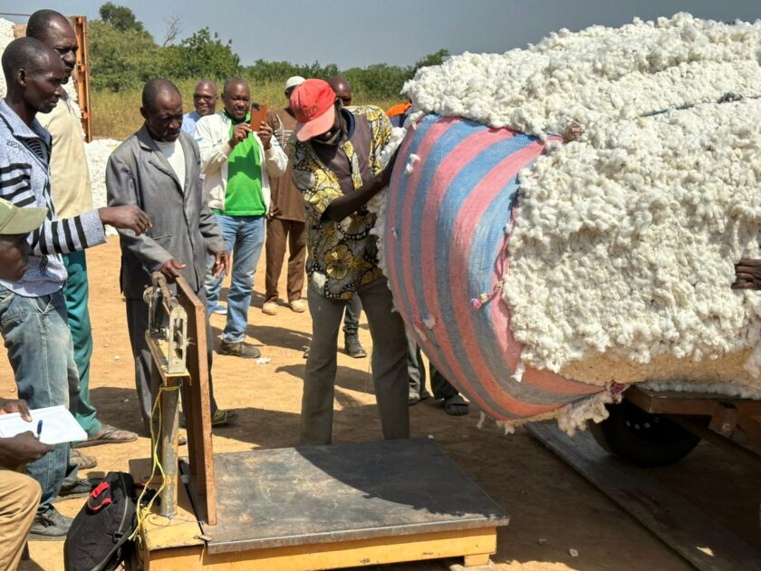 Campagne de collecte de coton graine: « La production est meilleure cette année »