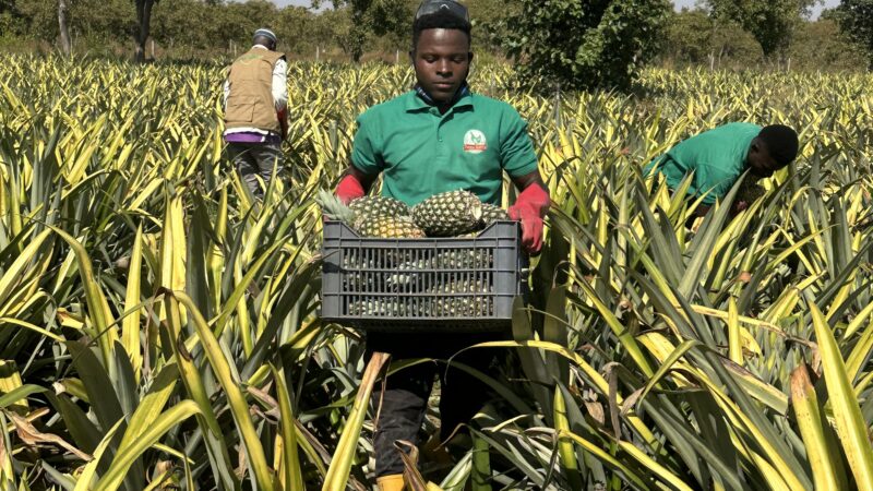 Culture d’ananas au Burkina Faso : La Ferme DJODA entame la récolte sur une de ses parcelles