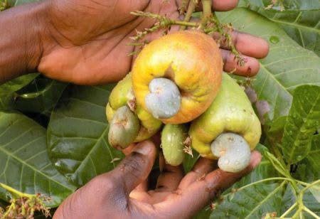Burkina Faso : hausse de 24 % du prix bord champ de l’anacarde en 2025