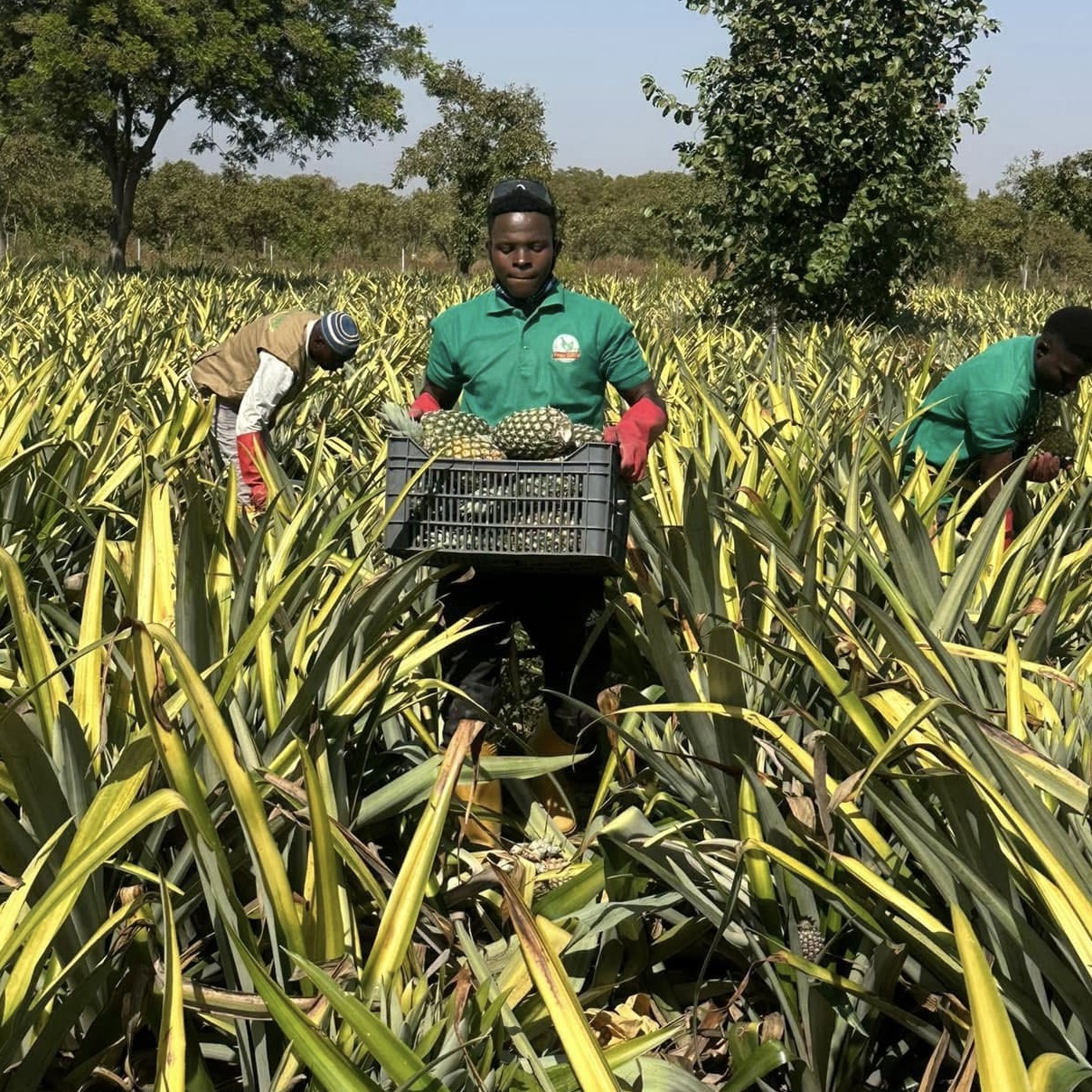 Décrypt/Culture innovante : Les jeunes Burkinabè, catalyseurs d’un avenir fruité
