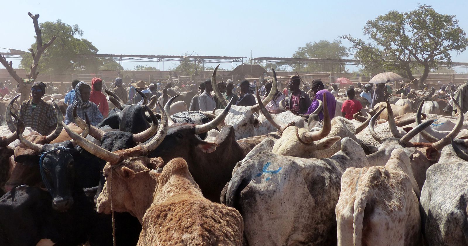 Elevage : « Le Mali, le Burkina et le Niger, berceau principal de la matrice territoriale bétail de la CEDEAO », Dr Modibo Hamadoun Bocoum