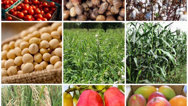 Offensive industrielle : neuf filières pour bâtir l’avenir économique du Burkina Faso