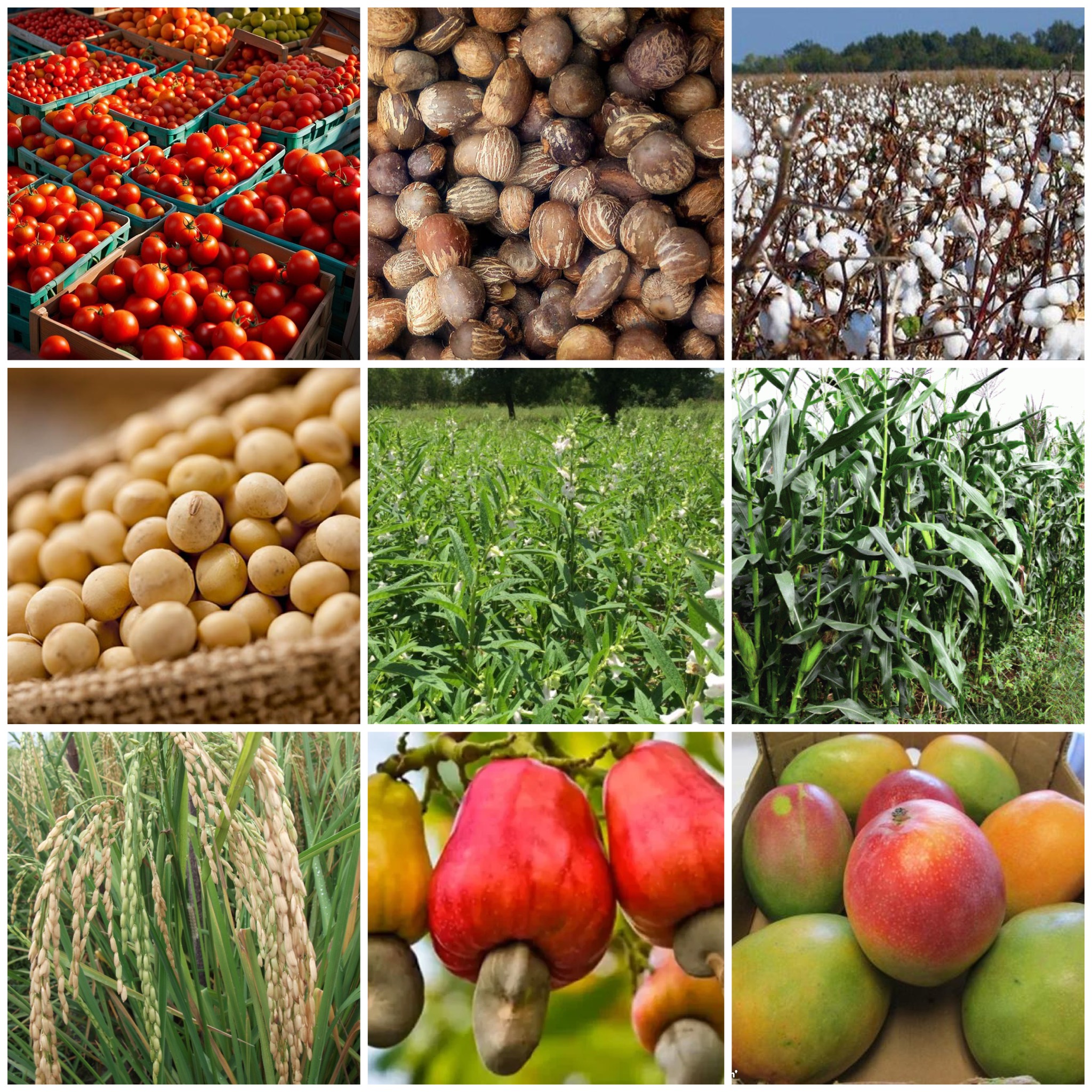 Offensive industrielle : neuf filières pour bâtir l’avenir économique du Burkina Faso