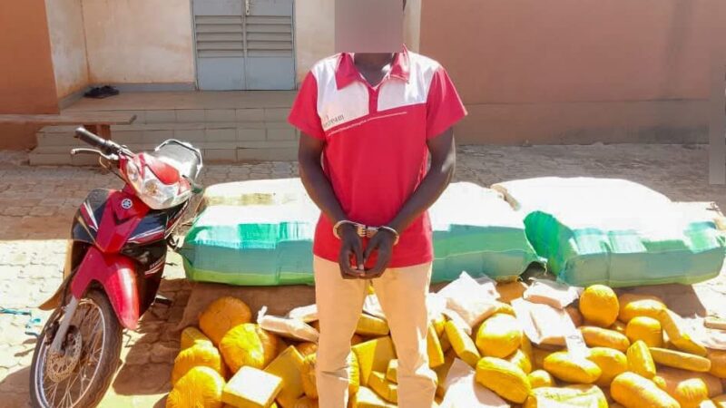Lutte contre le trafic de stupéfiants : La Police Nationale saisit plus de 500 kg de chanvre indien à Kaya et Ouagadougou
