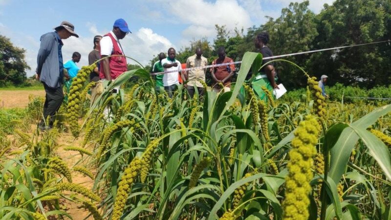 Burkina : Le mil chinois en expérimentation à l’ENAFA de Matourkou