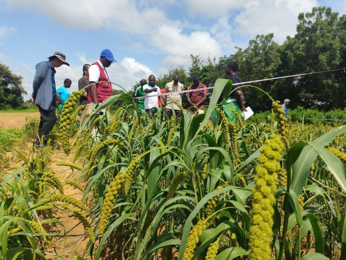 Burkina : Le mil chinois en expérimentation à l’ENAFA de Matourkou