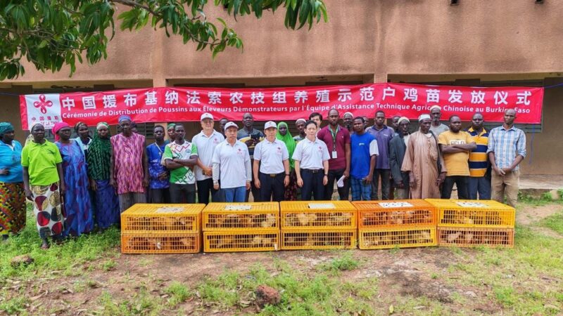 Burkina Faso : la coopération agricole sino-burkinabè donne un nouvel élan à l’élevage villageois