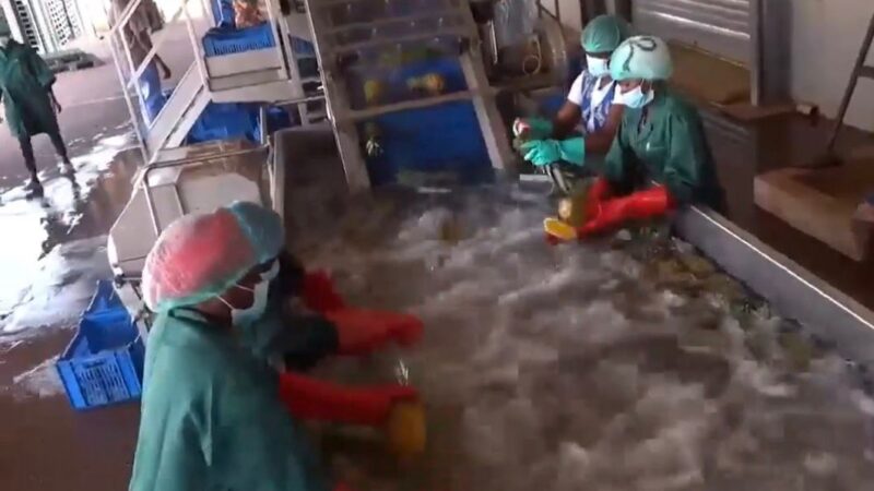 Culture d’ananas au Burkina Faso : De la production à la transformation, une chaîne désormais complète