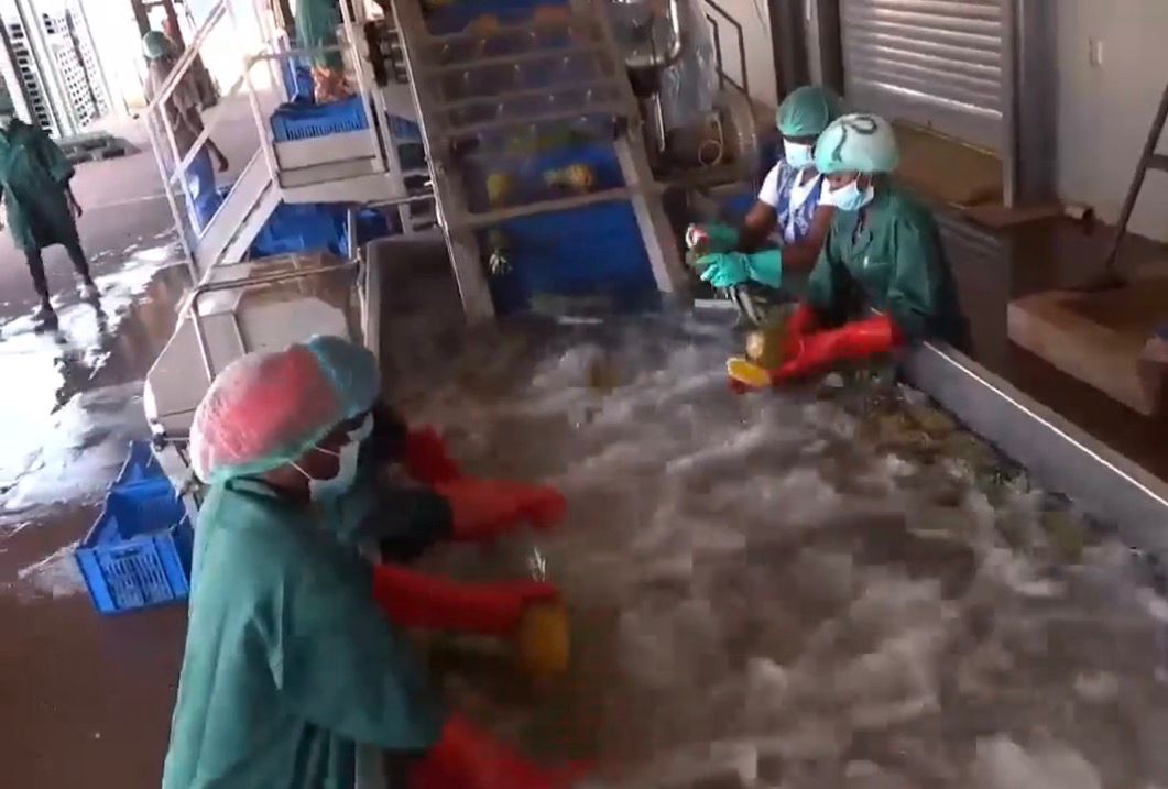 Culture d’ananas au Burkina Faso : De la production à la transformation, une chaîne désormais complète