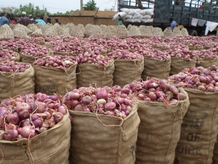 Burkina Faso : un prix minimum garanti de 165 F CFA/kg pour stabiliser la filière oignon