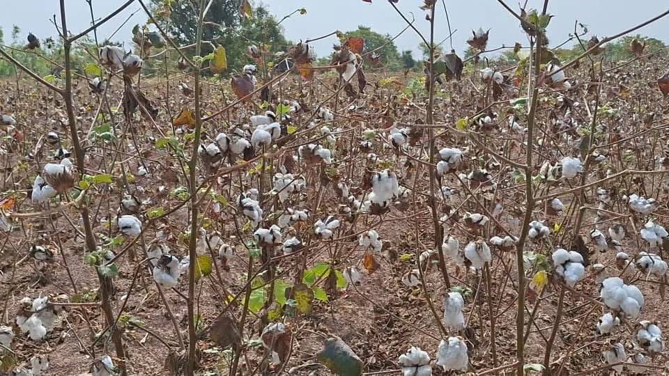 Relance de la filière coton : la SN Citec SA engrange des résultats prometteurs à Soumousso