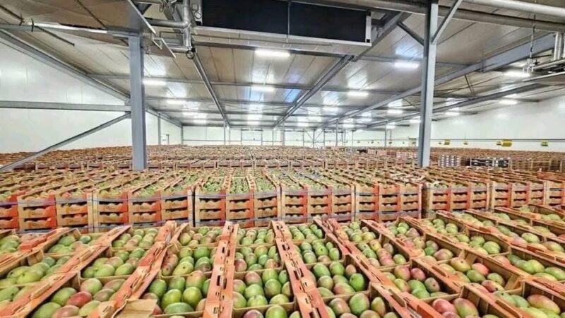 Burkina Faso : Champion mondial de la mangue séchée biologique