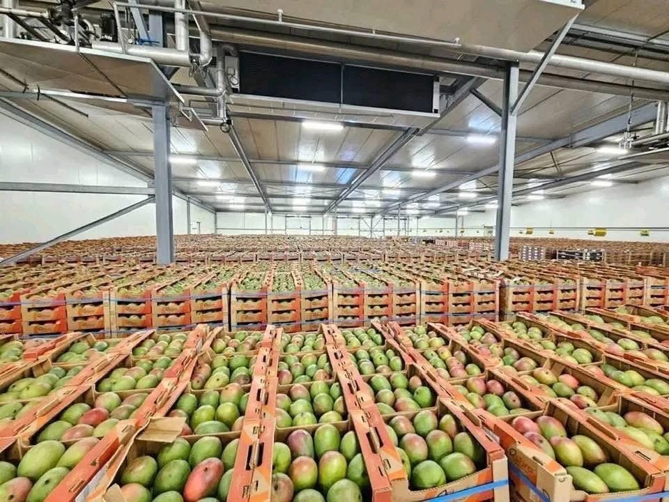 Burkina Faso : Champion mondial de la mangue séchée biologique