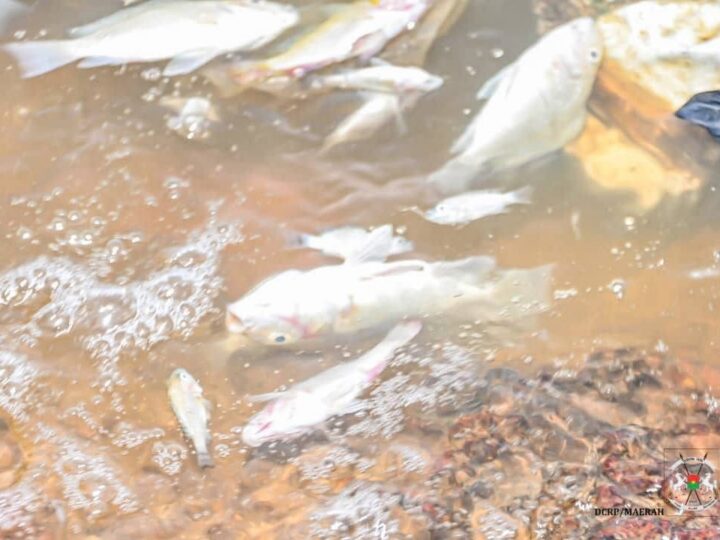 Mortalité massive de poissons au barrage n°3 de Ouagadougou : les analyses pointent un déficit critique en oxygène