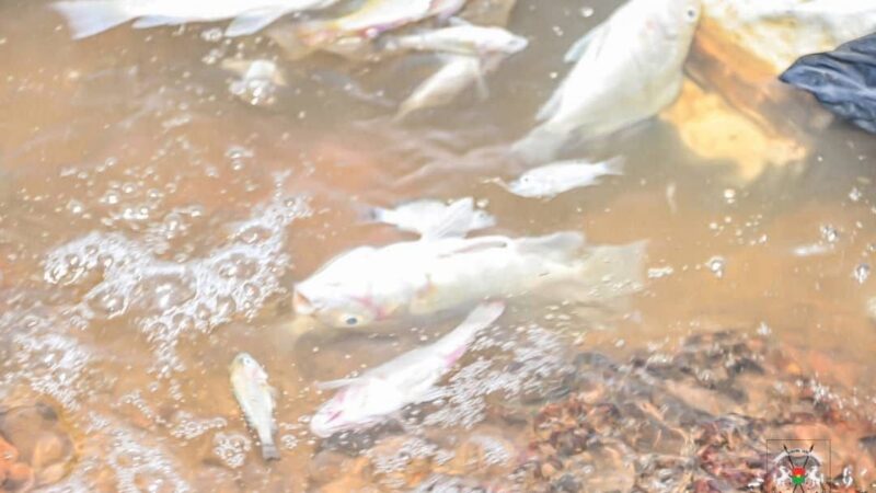 Mortalité massive de poissons au barrage n°3 de Ouagadougou : les analyses pointent un déficit critique en oxygène