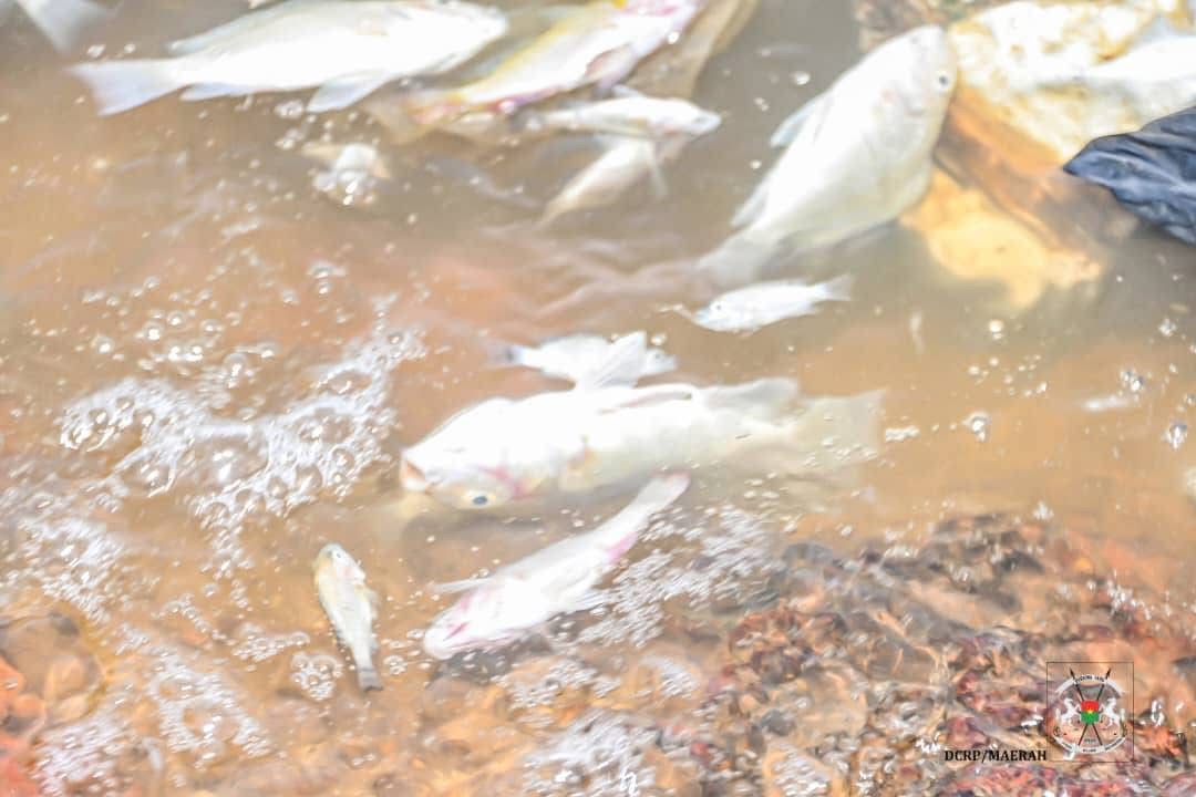 Mortalité massive de poissons au barrage n°3 de Ouagadougou : les analyses pointent un déficit critique en oxygène