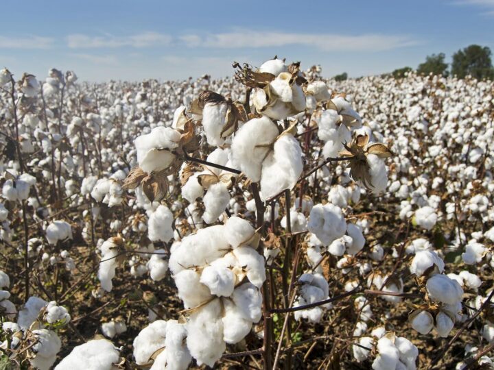 Production cotonnière au Bénin: Un pari à 7 milliards FCFA pour retrouver le sommet