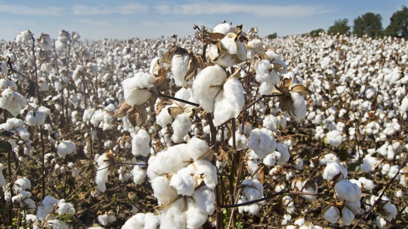 Production cotonnière au Bénin: Un pari à 7 milliards FCFA pour retrouver le sommet