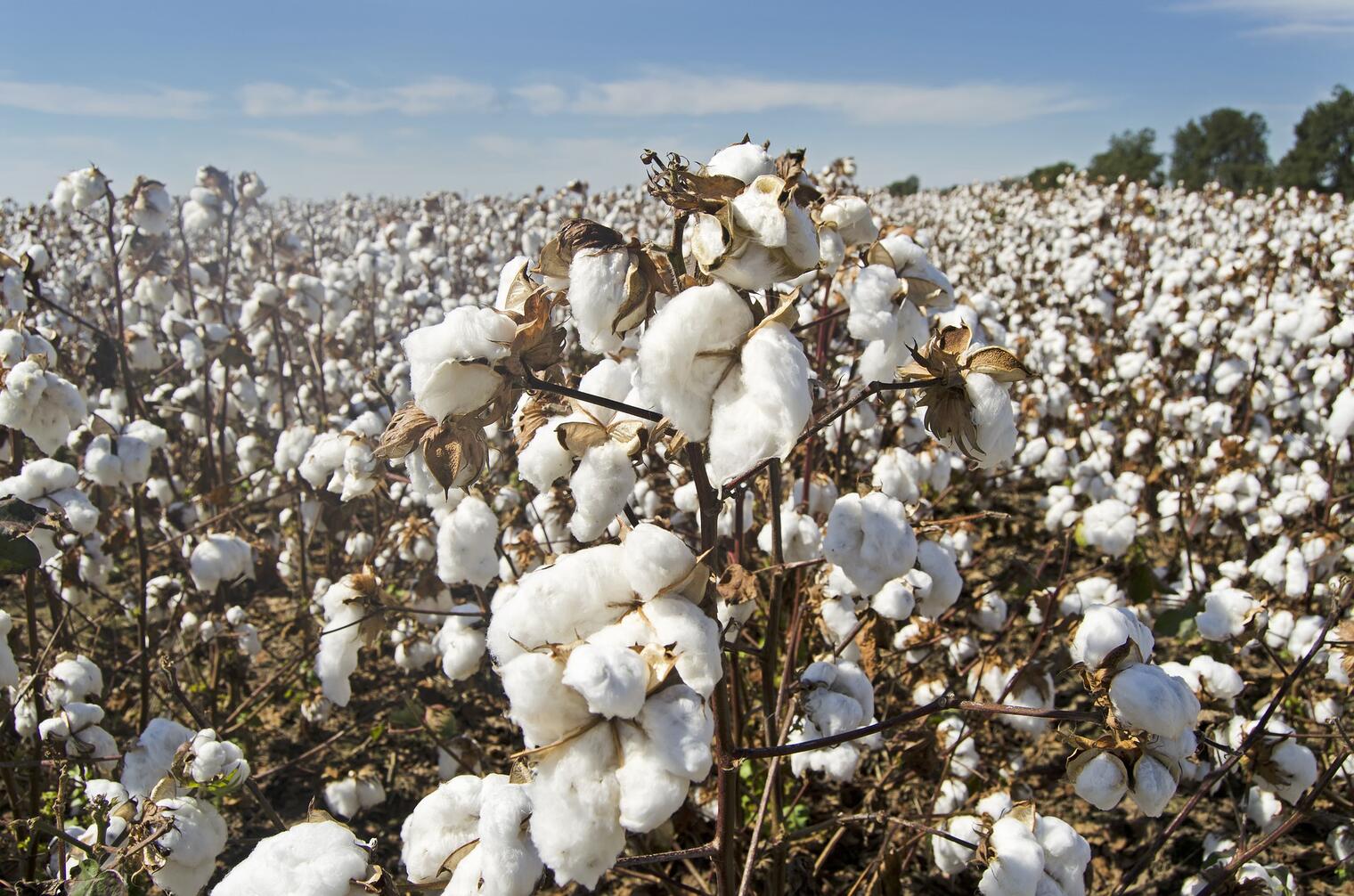 Production cotonnière au Bénin: Un pari à 7 milliards FCFA pour retrouver le sommet