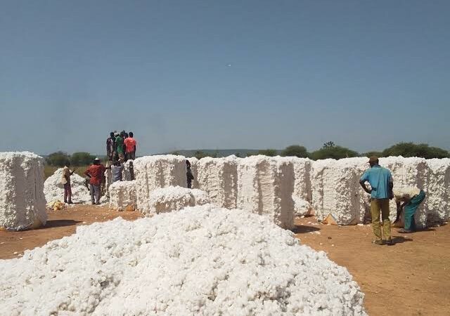 Coton burkinabè : 314 293 tonnes produites (+7 %) et un objectif de 534 000 tonnes pour 2026-2027 dans une filière en pleine relance