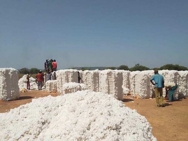 Coton burkinabè : 314 293 tonnes produites (+7 %) et un objectif de 534 000 tonnes pour 2026-2027 dans une filière en pleine relance