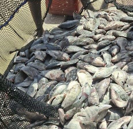 Yacouta : A Dori, la résilience du Sahel se récolte aussi dans les cages flottantes