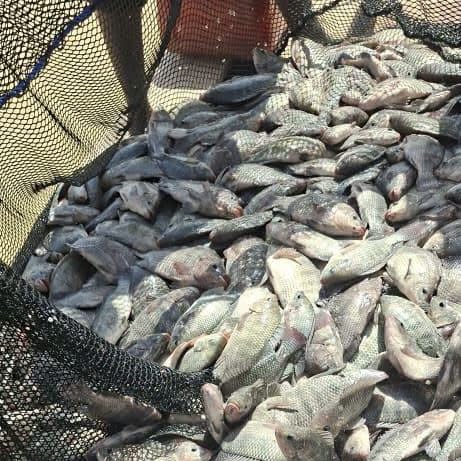 Yacouta : A Dori, la résilience du Sahel se récolte aussi dans les cages flottantes