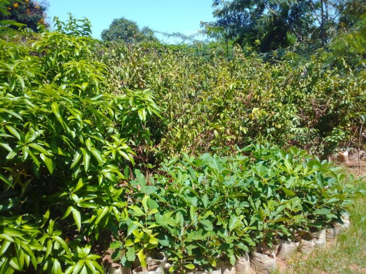 Reverdissement du Burkina : Le CFP-MEB mobilise plus d’un million de plants au profit des populations