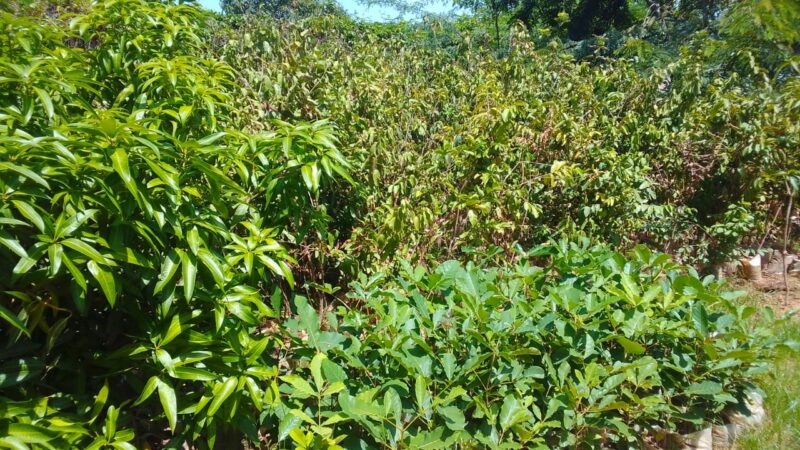 Reverdissement du Burkina : Le CFP-MEB mobilise plus d’un million de plants au profit des populations