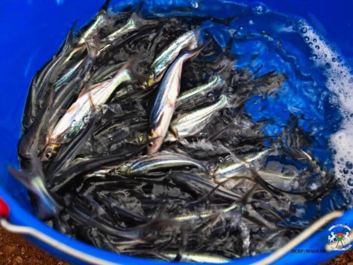 Barrage de Pô : Le pangasius fait son entrée dans les cages flottantes