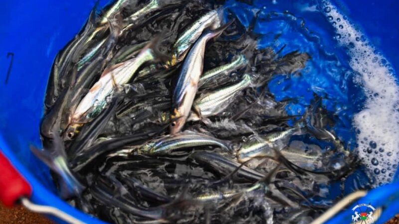 Barrage de Pô : Le pangasius fait son entrée dans les cages flottantes