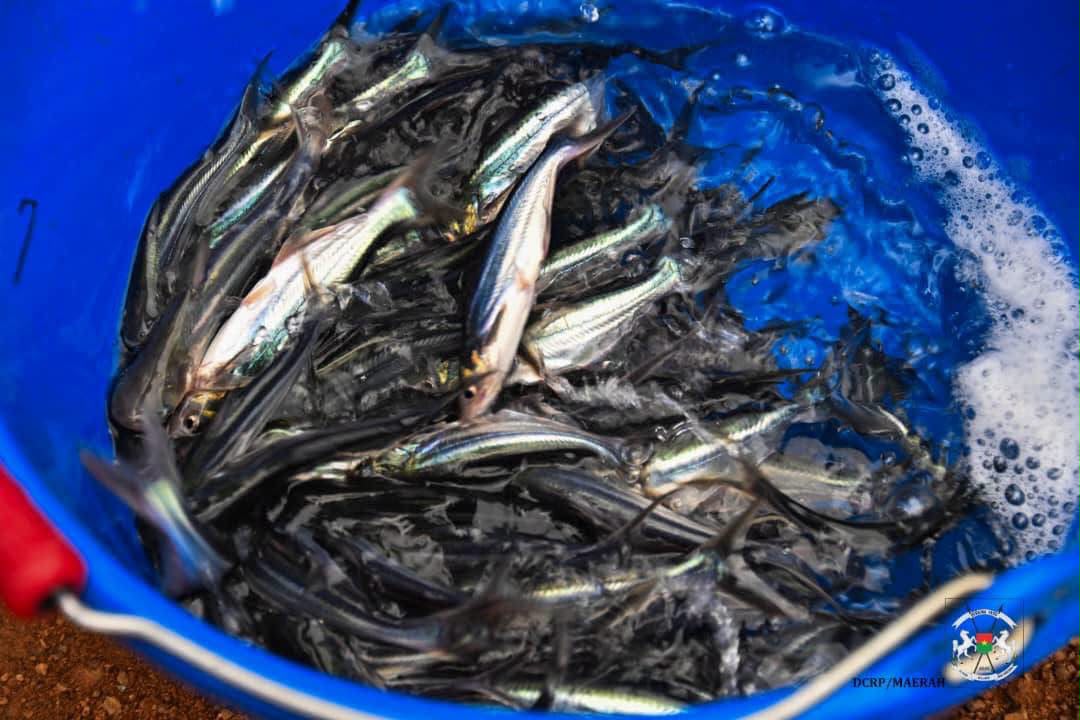 Barrage de Pô : Le pangasius fait son entrée dans les cages flottantes